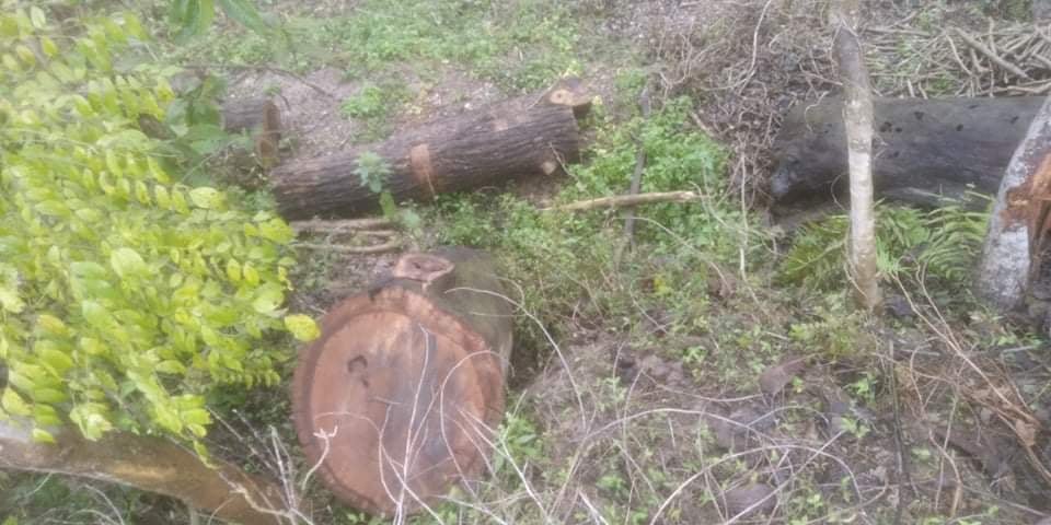 घोडाघोडीमा एक विद्यालयको नाम जोडेर अवैध काठ तस्करी