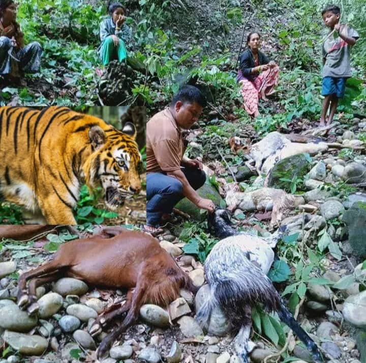 मोहन्याल गाउँपालिका ७, मा बाघको आतंक