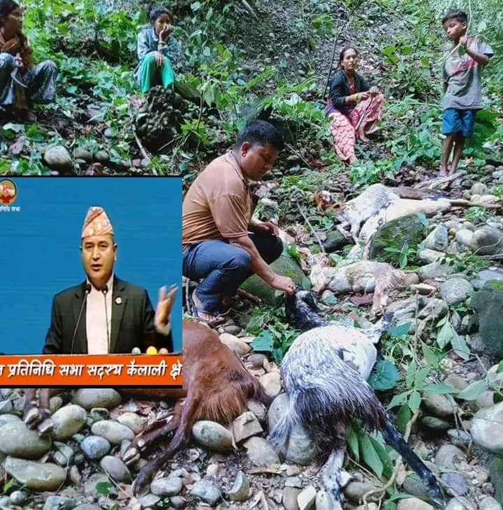 मोहन्यालमा बाघको आतंक बारे प्रतिनिधिसभामा माननीय झपट रावलले नेपाल सरकार र सभामुखको गराए ध्यानाकर्षण