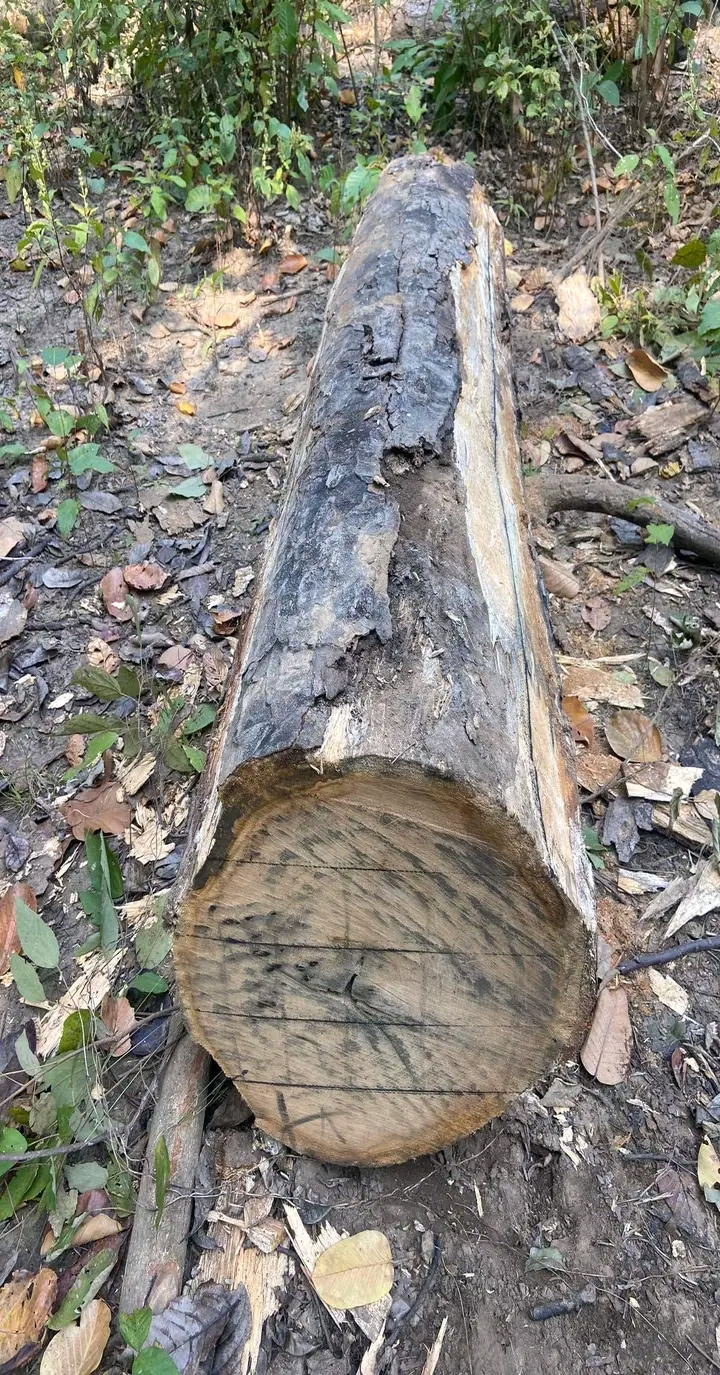 सालको काठ सहित ३ जना पक्राउ