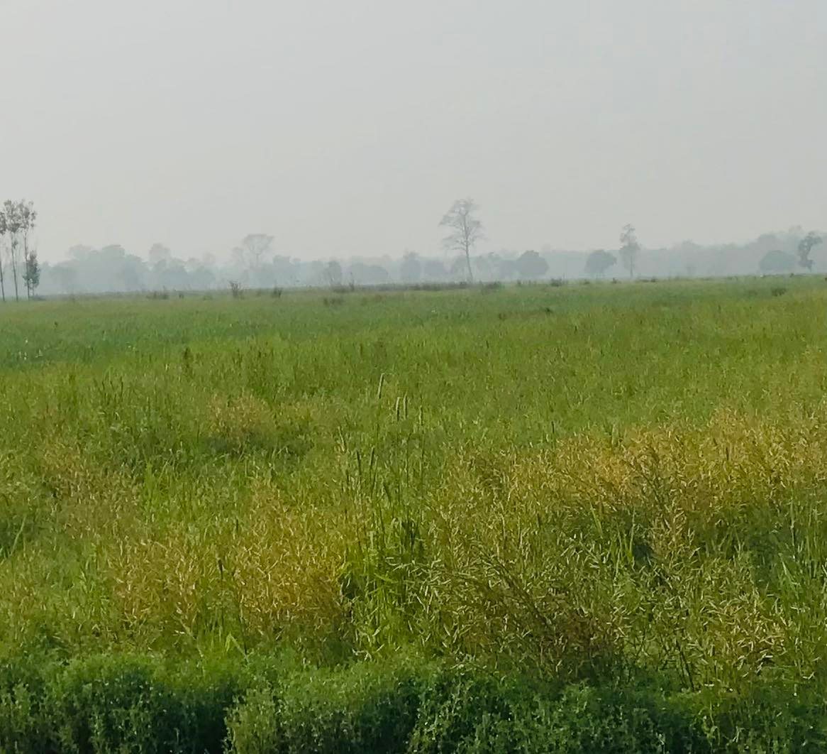 पुरैना तालको नक्साङ्कनमा ढिलाईले अतिक्रमण हटाउन समस्या