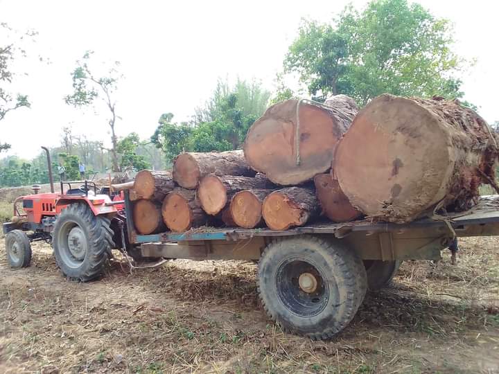 घोडाघोडीमा १० थान सालको गोलिया बरामद