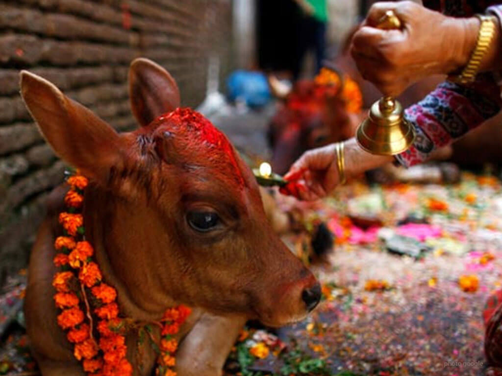 आज गाई तिहार; गाईको पुजाआजा गरि मनाईदैँ