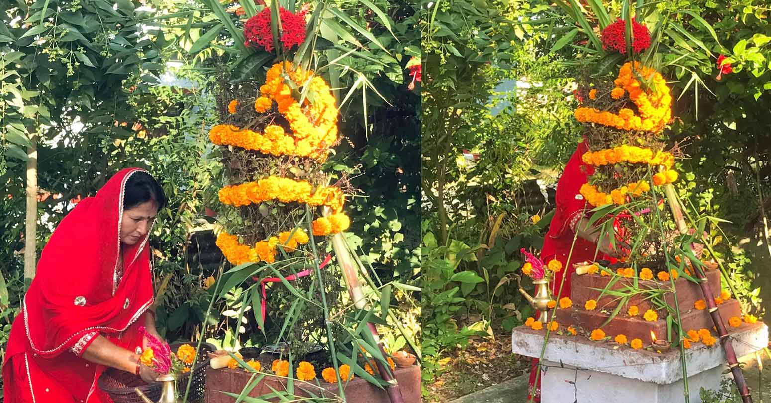 आज हरिबोधिनी एकादशी, तुलसीको विवाह गरि मनाइँदै