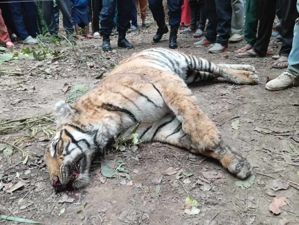 कैलालीमा पाटेबाघ मृत फेला