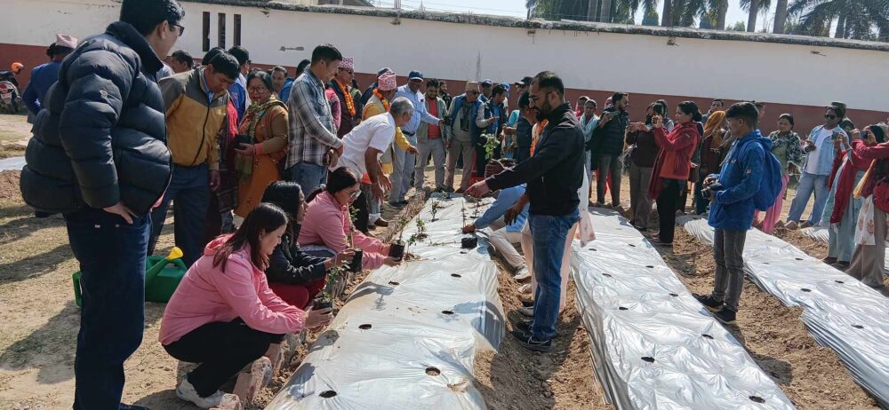 टीकापुर बजार क्षेत्रमा गुलाब रोप्ने अभियान सुरु