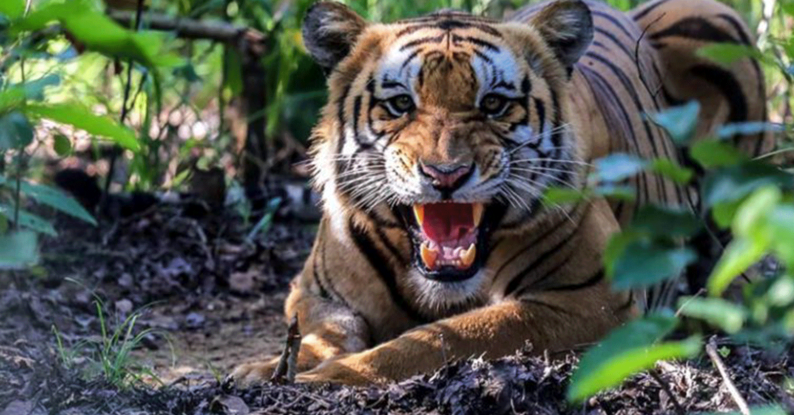 मोहन्यालमा बाघको आक्रमणबाट ९ बाख्रा मरे