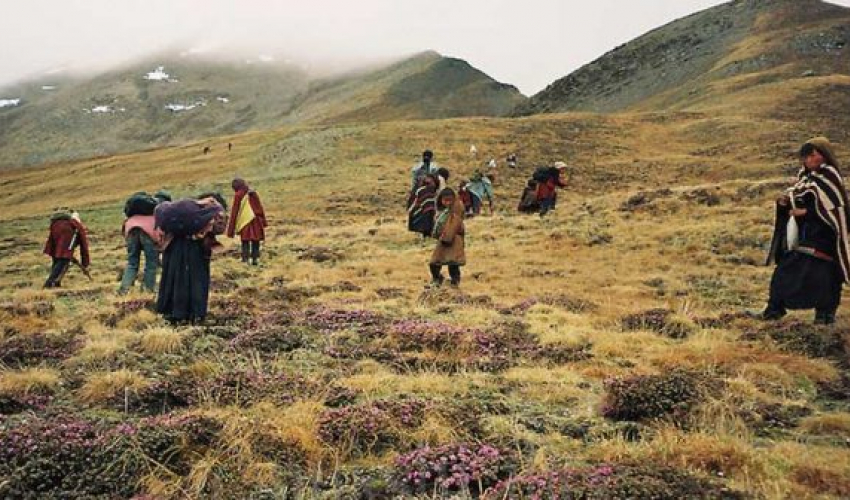 यार्सागुम्बा सङ्कलनका लागि शिक्षक–विद्यार्थी हिमालतिर, विद्यालय बन्द