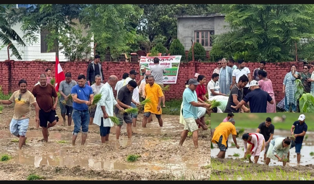 नेपाली काँग्रेस कैलाली क्षेत्र नं.२ ले मनायो २२औँ राष्ट्रिय धान दिवस
