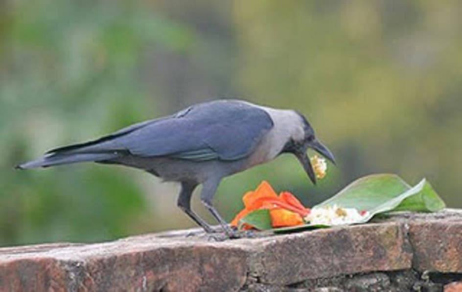 आज काग तिहार मनाइँदै