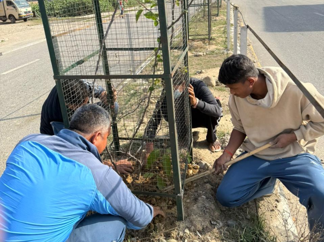 लम्की–टिकापुर सडकमा रोपिएका बिरुवाको संरक्षणमा नगर प्रहरी सक्रिय